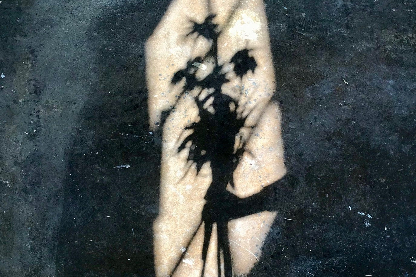 Shadow of hand holding flowers.